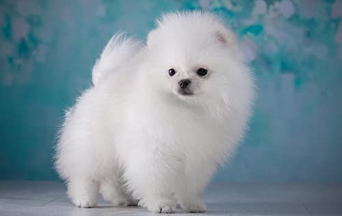 OZLHSP denkspiele für Erwachsene Puzzle 500 Teile Spitztiere 52x38cm OZLHSP denkspiele für Erwachsene Puzzle 500 Teile Spitztiere 52x38cm von OZLHSP