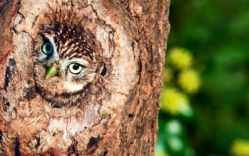 OZLHSP denkspiele für Erwachsene Puzzle 500 Teile Tiere Eulen 52x38cm OZLHSP denkspiele für Erwachsene Puzzle 500 Teile Tiere Eulen 52x38cm von OZLHSP