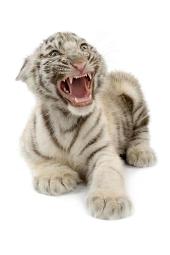 OZLHSP denkspiele für Erwachsene Puzzle 500 Teile Tiger Großkatzen 52x38cm OZLHSP denkspiele für Erwachsene Puzzle 500 Teile Tiger Großkatzen 52x38cm von OZLHSP