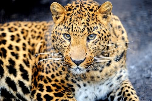 OZLHSP iq Puzzle 500 Teile Leoparden Große Tiere 52x38cm von OZLHSP