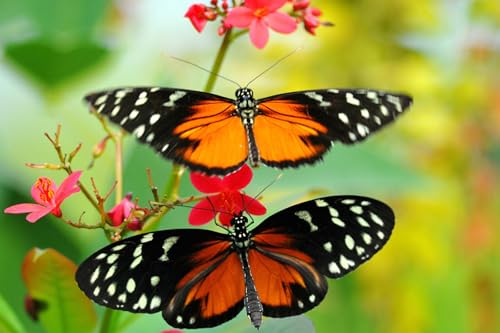 OZLHSP iq Puzzle 500 Teile Schmetterlinge Insekten Tiere 52x38cm von OZLHSP