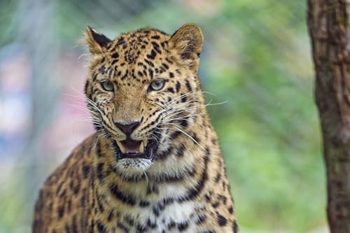 OZLHSP kinderpuzzle 3D Puzzle 500 Teile Leopard Große Tiere 52x38cm von OZLHSP