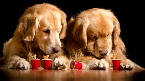 OZLHSP konzentrationsspiele für Kinder 3D Puzzle 1000 Teile Retriever Tiere 75x50cm OZLHSP konzentrationsspiele für Kinder 3D Puzzle 1000 Teile Retriever Tiere 75x50cm von OZLHSP