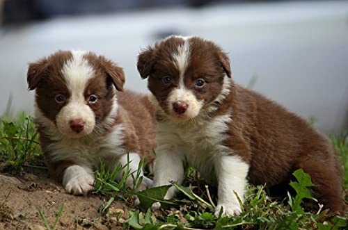 OZLHSP lernspielzeug 3D Puzzle 1000 Teile Border Collie Welpen Tiere 75x50cm von OZLHSP