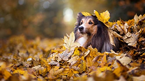 OZLHSP lernspielzeug 3D Puzzle 1000 Teile Collie-Tiere 75x50cm von OZLHSP