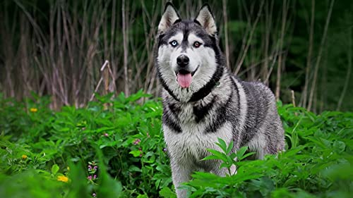 OZLHSP lernspielzeug 3D Puzzle 1000 Teile Husky-Tier 75x50cm von OZLHSP