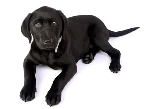 OZLHSP lernspielzeug 3D Puzzle 1000 Teile Labrador Retriever Welpen Tiere 75x50cm von OZLHSP