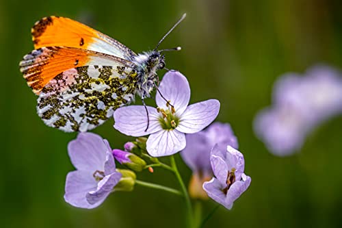 OZLHSP lernspielzeug 3D Puzzle 1000 Teile Schmetterlinge Insekten Tiere 75x50cm von OZLHSP