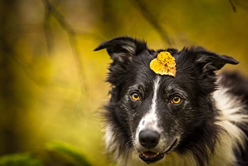 OZLHSP lernspielzeug 3D Puzzle 1500 Teile Border Collie Tiere 87x57cm von OZLHSP