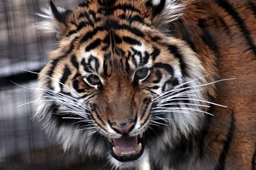 OZLHSP lernspielzeug 3D Puzzle 1500 Teile Tiger Große Tiere 87x57cm von OZLHSP