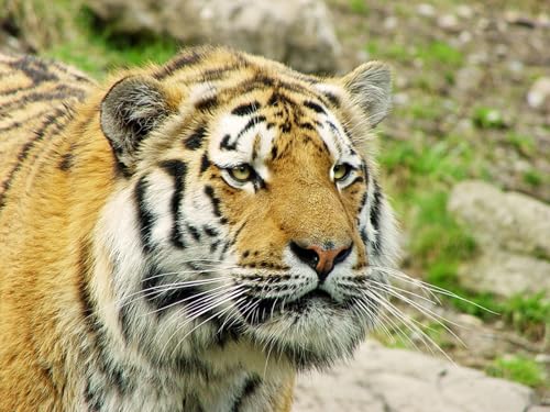 OZLHSP lernspielzeug 3D Puzzle 1500 Teile Tiger Großkatzen Tier 87x57cm von OZLHSP