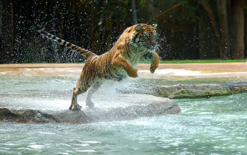OZLHSP lernspielzeug 3D Puzzle 1500 Teile Tiger Großkatzen Tier 87x57cm von OZLHSP