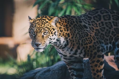OZLHSP lernspielzeug 3D Puzzle 500 Teile Jaguare Große Tiere 52x38cm von OZLHSP