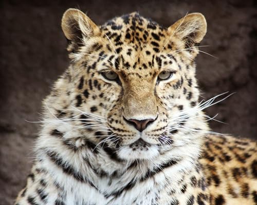 OZLHSP lernspielzeug 3D Puzzle 500 Teile Leopard Große Tiere 52x38cm von OZLHSP