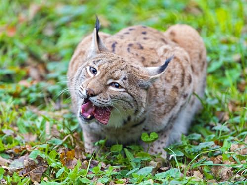 OZLHSP lernspielzeug 3D Puzzle 500 Teile Luchs Großkatzen 52x38cm von OZLHSP