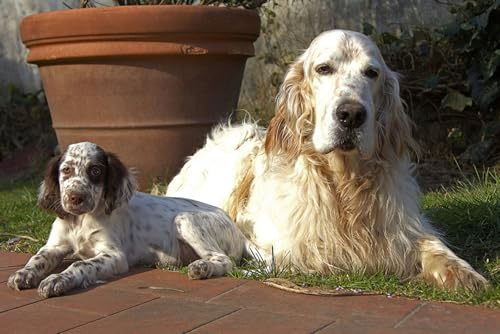 OZLHSP lernspielzeug 3D Puzzle 500 Teile Spaniel Welpe Tier 52x38cm von OZLHSP