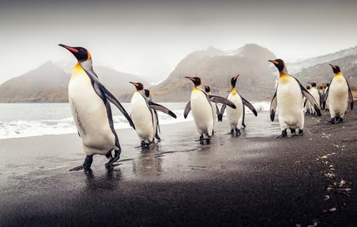 OZLHSP mädchen Geschenke 3D Puzzle 500 Teile Pinguine Küste Tier 52x38cm von OZLHSP