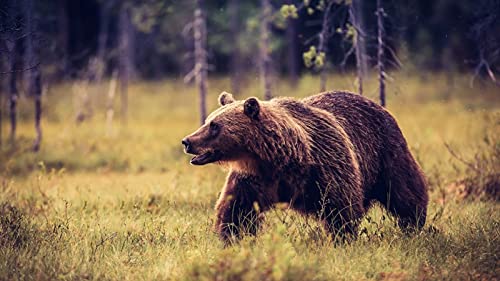 OZLHSP one Piece Puzzle 1000 Teile Grizzlybär Tiere 75x50cm OZLHSP one Piece Puzzle 1000 Teile Grizzlybär Tiere 75x50cm von OZLHSP