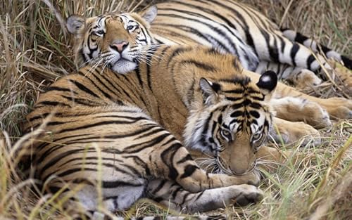 OZLHSP puzzle-1000-teile Tiger Großkatzen Tier 75x50cm von OZLHSP