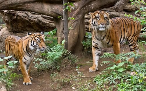 OZLHSP puzzle-1500 Teile Tigertiere 87x57cm von OZLHSP