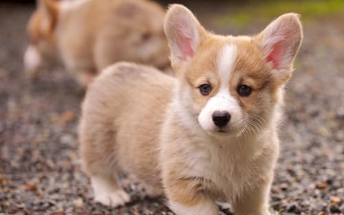 OZLHSP rätsel Erwachsene Puzzle 500 Teile Welsh Corgi Welpe Tier 52x38cm von OZLHSP