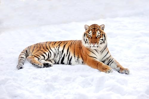 OZLHSP rätsel Spiel 3D Puzzle 1000 Teile Tiger Große Tiere 75x50cm von OZLHSP
