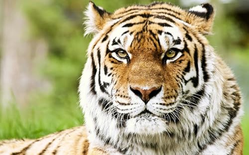 OZLHSP rätsel Spiel 3D Puzzle 1500 Teile Tiger Große Tiere 87x57cm von OZLHSP
