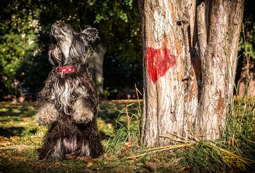 OZLHSP rätsel Spiel 3D Puzzle 500 Teile Chinesisches Schopftier 52x38cm von OZLHSP