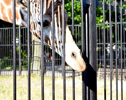 OZLHSP rätsel Spiel 3D Puzzle 500 Teile Giraffen Tier 52x38cm OZLHSP rätsel Spiel 3D Puzzle 500 Teile Giraffen Tier 52x38cm von OZLHSP