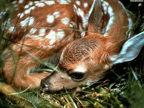 OZLHSP rätsel Spiel 3D Puzzle 500 Teile Hirsche 52x38cm OZLHSP rätsel Spiel 3D Puzzle 500 Teile Hirsche 52x38cm von OZLHSP