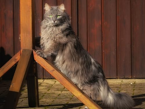 OZLHSP rätsel Spiel 3D Puzzle 500 Teile Katzen Tier 52x38cm OZLHSP rätsel Spiel 3D Puzzle 500 Teile Katzen Tier 52x38cm von OZLHSP