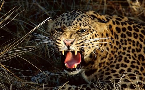 OZLHSP rätsel Spiel 3D Puzzle 500 Teile Leopard Großkatzen Tier 52x38cm von OZLHSP