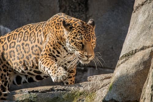 OZLHSP rätsel Spiel 3D Puzzle 500 Teile Tiere 52x38cm OZLHSP rätsel Spiel 3D Puzzle 500 Teile Tiere 52x38cm von OZLHSP