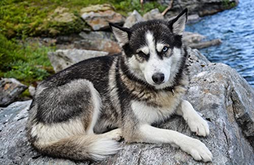 OZLHSP riesenpuzzle 3D Puzzle 1500 Teile Husky Traurigkeit Tiere 87x57cm OZLHSP riesenpuzzle 3D Puzzle 1500 Teile Husky Traurigkeit Tiere 87x57cm von OZLHSP