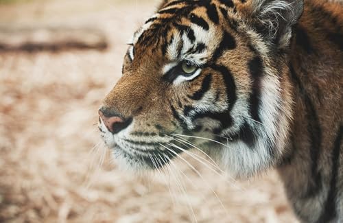 OZLHSP schweres Puzzle 1000 Teile Tiger Große Tiere 75x50cm von OZLHSP