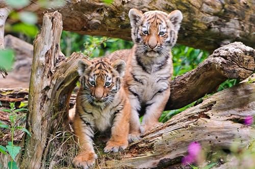OZLHSP unmögliches Puzzle 500 Teile Tiger Großkatzen 52x38cm von OZLHSP