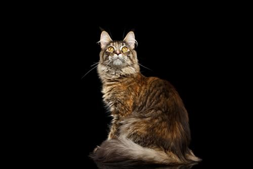OZLHSP weihnachtspuzzle 1000 Teile Maine Coon Katze Tier 75x50cm von OZLHSP