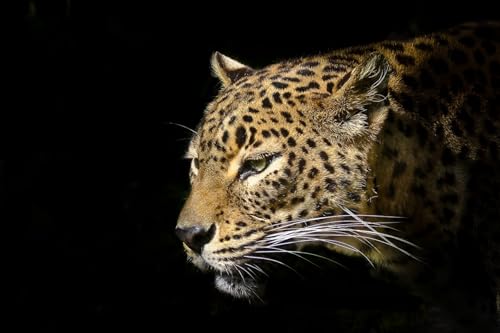 OZLHSP weihnachtspuzzle 1500 Teile Leoparden Große Tiere 87x57cm von OZLHSP