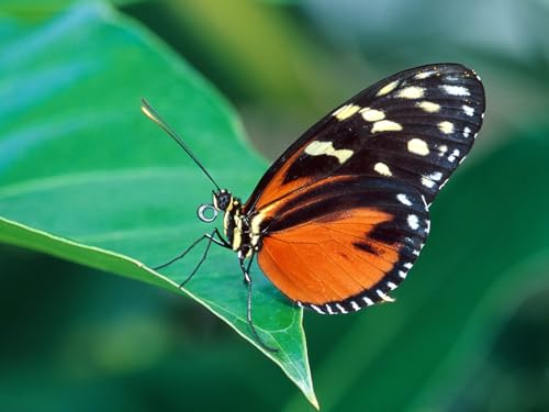 OZLHSP weihnachtspuzzle 1500 Teile Schmetterlinge Insekten Tiere 87x57cm von OZLHSP