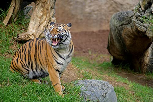 OZLHSP weihnachtspuzzle 1500 Teile Sumatra-Tiger 87x57cm von OZLHSP