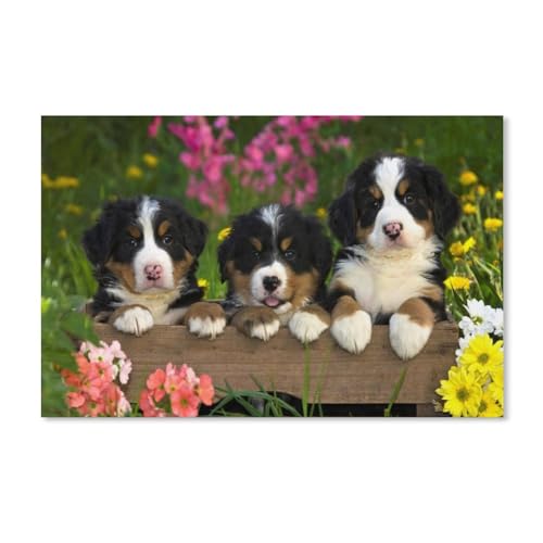 3 Schweizer Berner Sennenhunde，Puzzles, 1000-teiliges Puzzle Für Erwachsene Und Kinder Ab 10 Jahren（52x38cm）-C7 von ObuMI