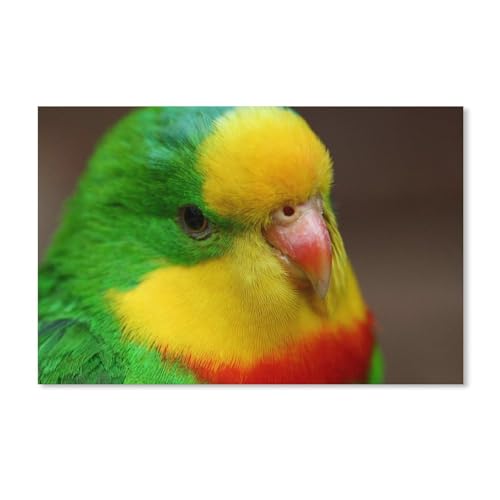Karton Puzzle 1000 Stück，Niedlicher Papagei, grün-gelb-rote Federn，Puzzles Lernspielzeug Für Erwachsene Geburtstagsgeschenk（52x38cm）-A86 von ObuMI