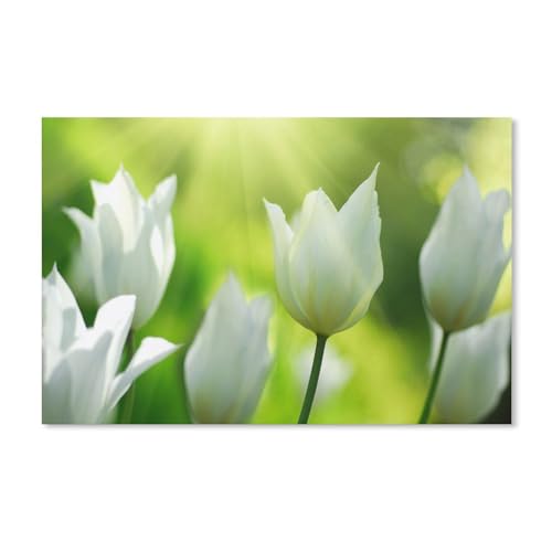 Puzzle，Weiße Tulpen blühen im Frühling，Für Kinder Und Erwachsene Holz Personalisiertes Puzzle-Spaß-Spiel 1000pcs（75x50cm）-A313 von ObuMI