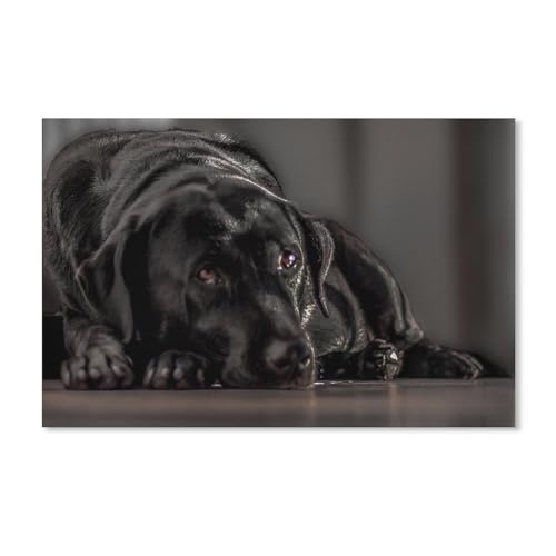 Puzzle 1000 Stück，Schwarzer Labrador-Hund，Klassische Puzzle 3D Puzzle DIY Kit Papier Spielzeug Einzigartiges Geschenk Wohnkultur（50x70cm）-188 von ObuMI