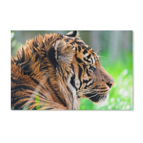 Puzzle 1000 Teile Erwachsene，Wilde Tiere, Tiger im Gras，Holz Puzzle（75x50cm）-324 von ObuMI
