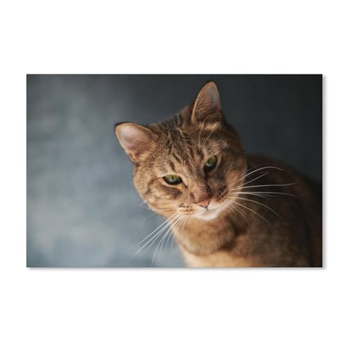 Puzzle 1000 Teile Erwachsene Puzzle Holz Puzzle Klassisches 3D Puzzle，Braune Katze, Schnurrhaare，DIY Collectibles Moderne Wohnkultur（75x50cm）-265 von ObuMI