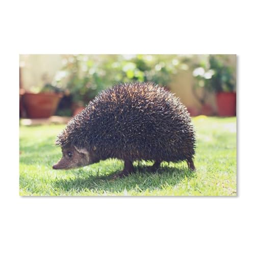 Puzzle 1000 Teile für Erwachsene，Igel-Grastier，Puzzle Teenager Jungen Mädchen Puzzle Schwieriges, Herausforderndes Puzzle für Partyspiele（50x70cm）-B95 von ObuMI