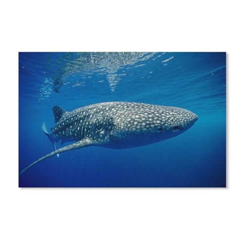 Tigerhai, blaues Meer，Puzzles 1000 Teile für Erwachsene, Klassische Puzzle Kinder Puzzle Herausfordernde Und Schwierige Rätsel für Erwachsene Und Jugendliche（38x26cm）-281 von ObuMI