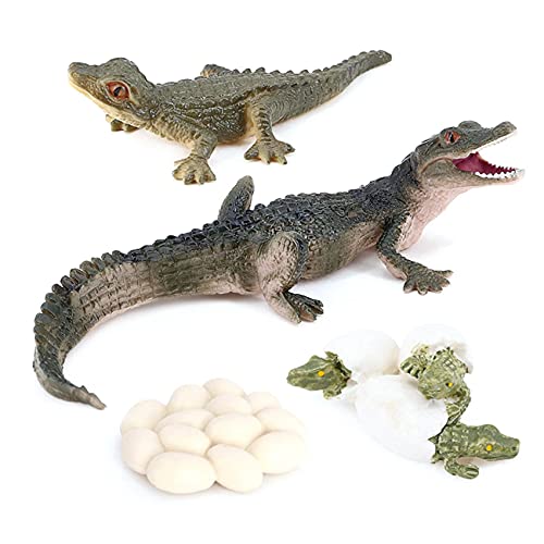 Ocnvlia Simulation Tier Wachstum Lebens Zyklus Modell Kinder Kind Vorschulbildung Kognitive Biologie Spielzeug 2452, 500162545A2 Ocnvlia Simulation Tier Wachstum Lebens Zyklus Modell Kinder Kind Vorschulbildung Kognitive Biologie Spielzeug 2452, 500162545A2 von Ocnvlia