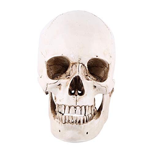 Lebensgroßes menschliches Schädelmodell Pädagogisches Lehrmodell Skelettmodell Anatomisch mit Abnehmbarer Schädelkappe Party Ornament von Omabeta